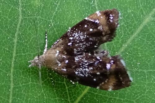 Prochoreutis sehestediana