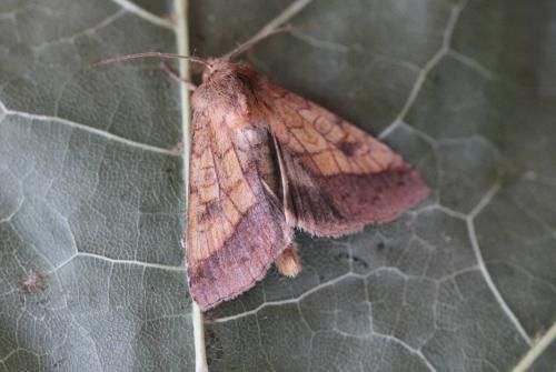 Réf. 210 866 : Pyrrhia umbra