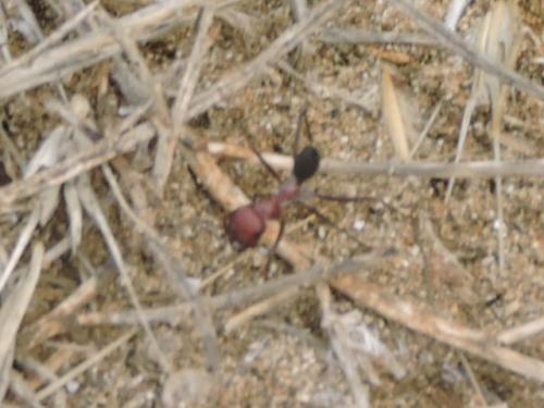 Cataglyphis nodus