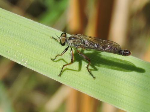 Cerdistus sp.