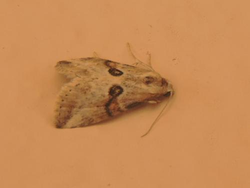 Zebeeba falsalis