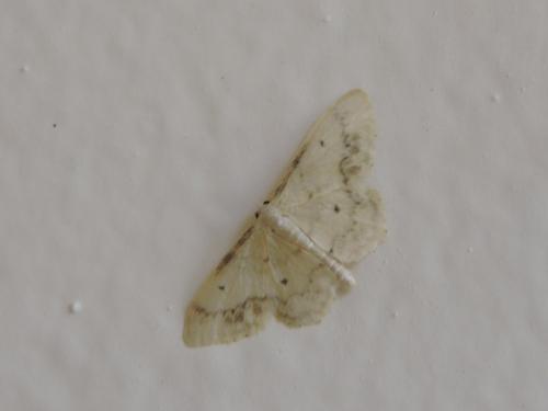 Idaea trigeminata