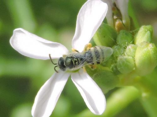 Ceylalictus variegatus