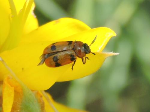 Réf. 210 812 : Coptocephala sp.