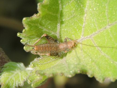Arachnocephalus vestitus