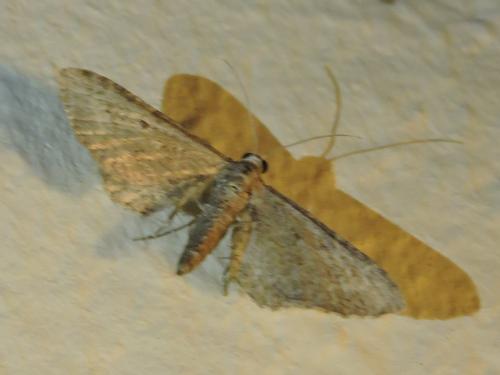 Eupithecia sp.