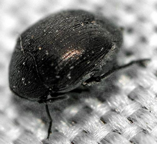 Réf. 210 967 : Spermophagus kuesteri