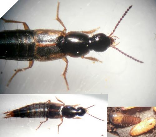 Réf. 210 240 : Quedius sp.