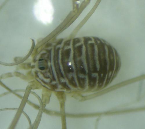 Leiobunum sp.