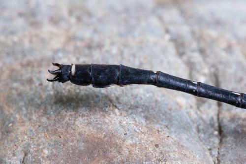 Asiagomphus pryeri