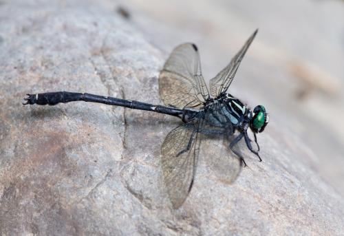 Réf. 210 145 : Asiagomphus pryeri