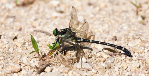 Sieboldius albardae