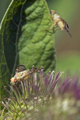Réf. 210 379 : Terellia tussilaginis