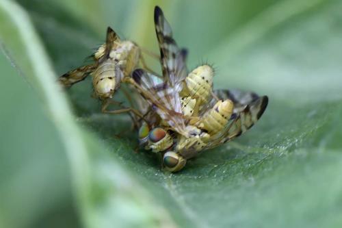 Réf. 210 285 : Terellia tussilaginis