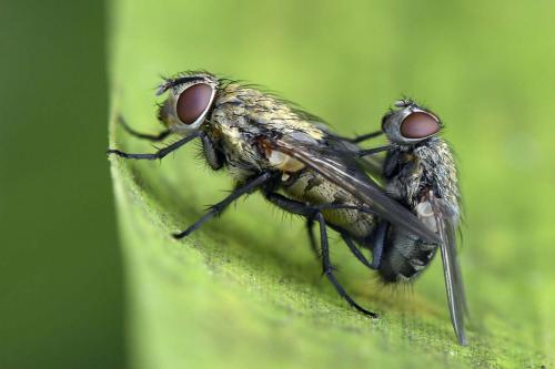 Pollenia sp.