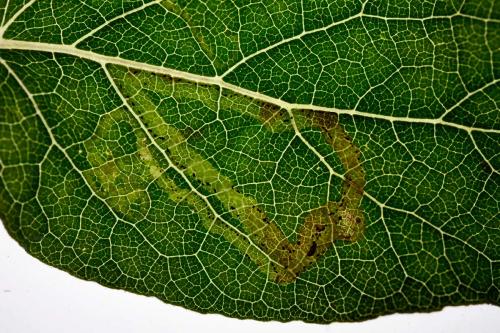 Phytomyza lappae
