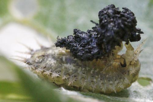 Réf. 210 064 : Cassida sp.