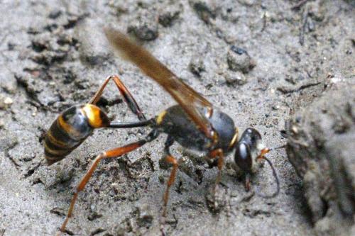 Réf. 210 673 : Sceliphron curvatum