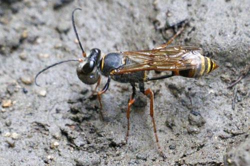 Réf. 210 674 : Sceliphron curvatum