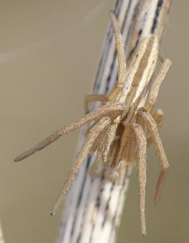 Réf. 210 994 : Tibellus sp.