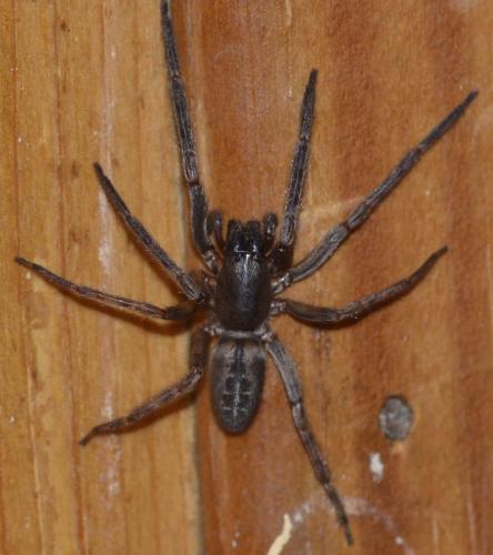 Segestria florentina