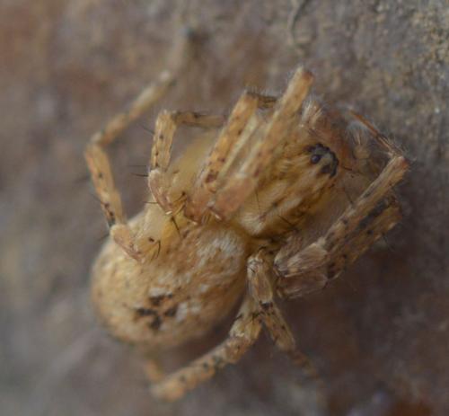 Réf. 210 861 : Anyphaena accentuata