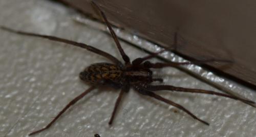Réf. 210 884 : Eratigena sp.