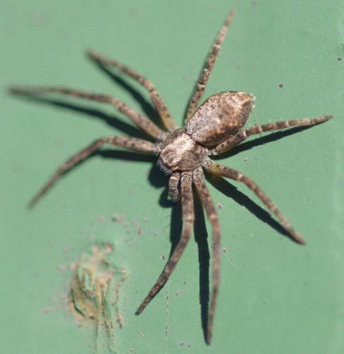Philodromus sp.