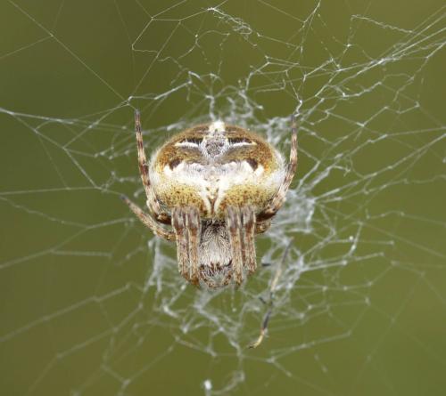 Agalenatea redii