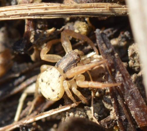 Réf. 210 453 : Ozyptila atomaria