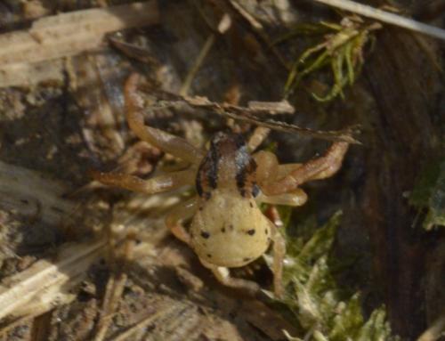 Réf. 210 454 : Ozyptila atomaria