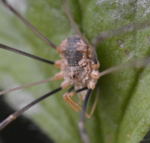 Phalangium opilio