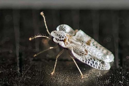 Réf. 210 470 : Corythucha ciliata