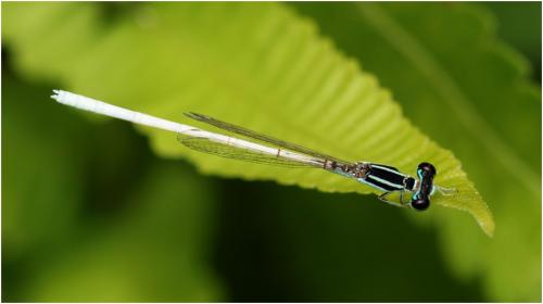 Réf. 210 054 : Agriocnemis lacteola