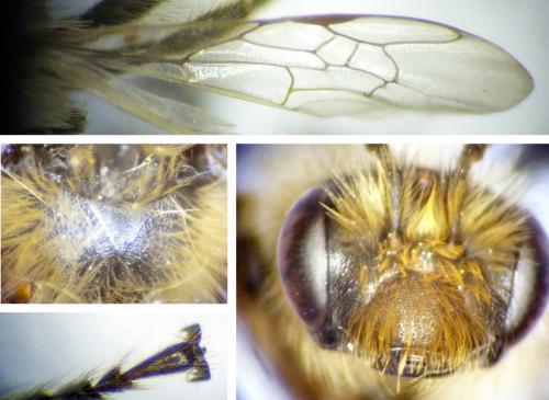 Réf. 210 519 : Andrena sp.