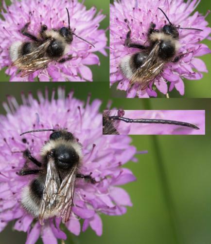 Bombus sp.