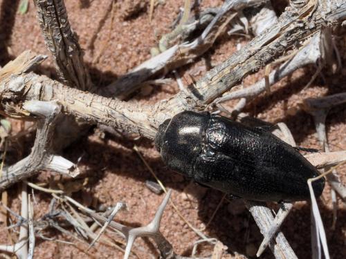 Réf. 210 237 : Sphenoptera magna