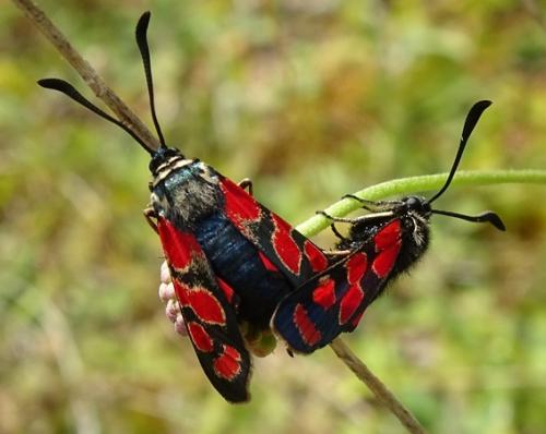 Zygaena carniolica