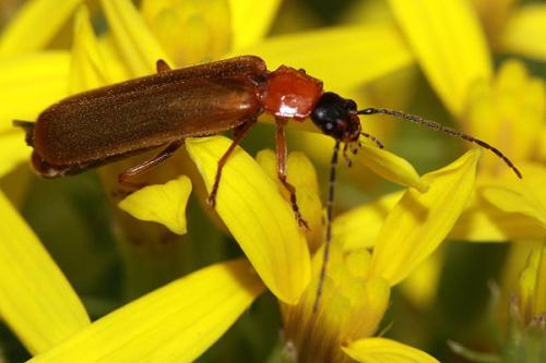 Réf. 210 914 : Rhagonycha nigriceps