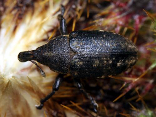 Larinus pollinis
