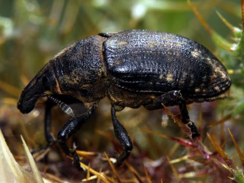 Réf. 210 690 : Larinus pollinis