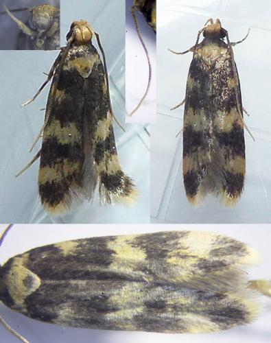 Réf. 210 157 : Oegoconia caradjai