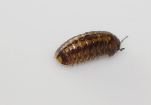 Glomeris connexa
