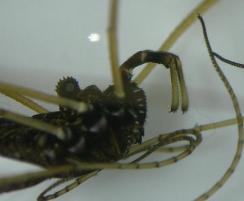 Réf. 210 089 : Platybunus pinetorum