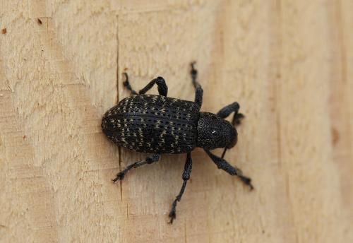 Réf. 210 345 : Hylobius excavatus