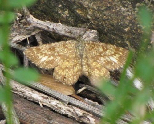 Ematurga atomaria