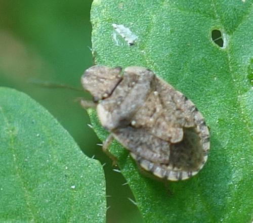 Réf. 210 949 : Sciocoris sideritidis