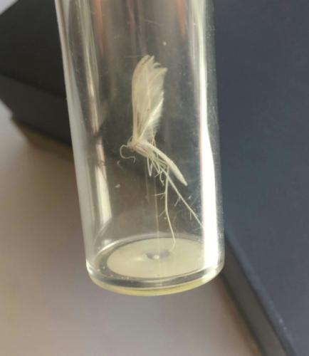 Réf. 210 999 : Pterophorus pentadactyla