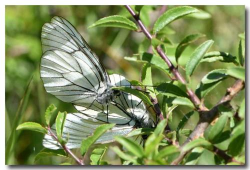 Aporia crataegi