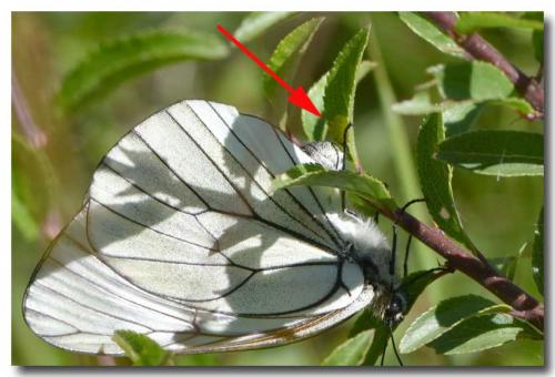 Aporia crataegi